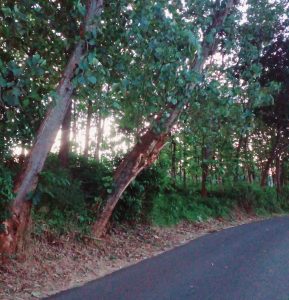 Pohon Kropos di Jalur Alternatif Watu Lumpang–Tengguli Dikhawatirkan Runtuh, Warga Minta Tindakan Cepat