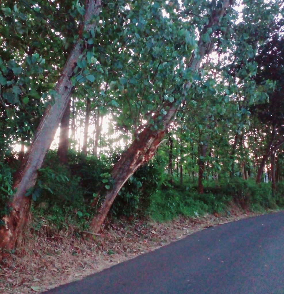 Pohon Kropos di Jalur Alternatif Watu Lumpang–Tengguli Dikhawatirkan Runtuh, Warga Minta Tindakan Cepat